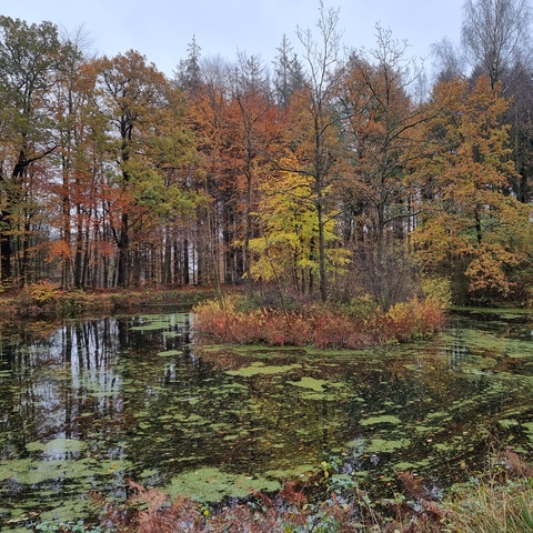 Guldfiskedammen