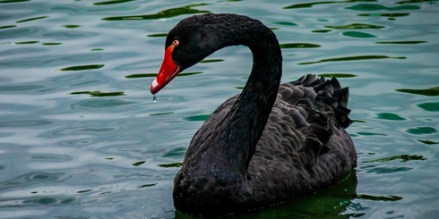 Den sorte svane holder vingerne i | Aktionærforening